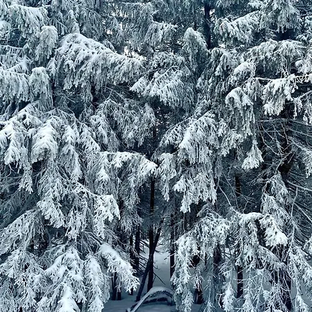 公寓 Przy Stoku Pod Papugami Karpatia 卡尔帕奇